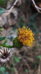 Pentatrichia integra