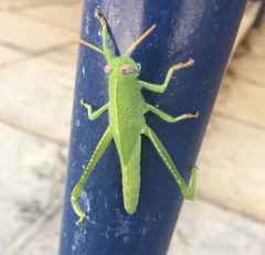 Anacridium aegyptium