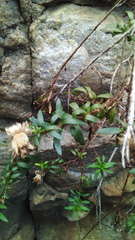 Pentatrichia integra