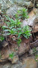 Pentatrichia integra