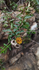 Pentatrichia integra