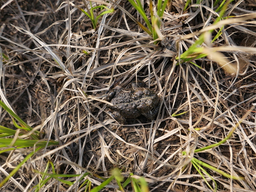 iNaturalist observation photo of Yosemite Toad