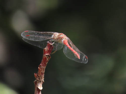 Island Darter photo 2
