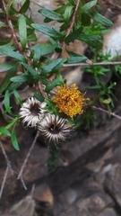 Pentatrichia integra