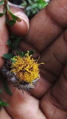 Pentatrichia integra