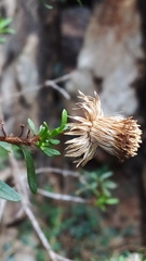 Pentatrichia integra