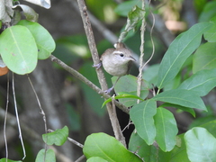 Uropsila leucogastra