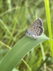 Pseudozizeeria maha