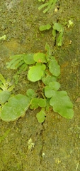 Tectaria zeilanica