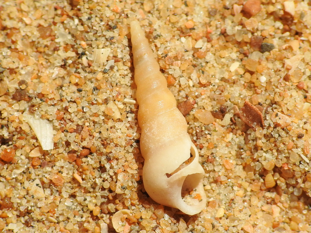 Tower Shell Common Tower Shell from Huelva, España on August 20, 2022 at 12:47 PM ...