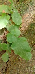 Tectaria zeilanica