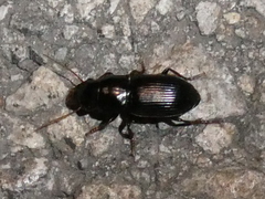 Acinopus picipes
