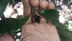 Eustigma oblongifolium