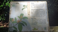 Eustigma oblongifolium