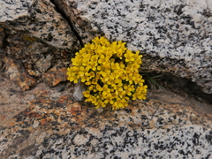 Draba lemmonii