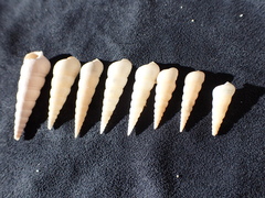 Turritellinella tricarinata