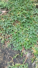 Selaginella ciliaris