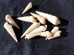 Turritellinella tricarinata