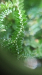 Selaginella ciliaris