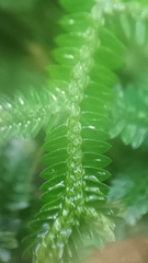 Selaginella ciliaris