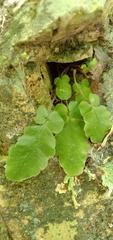 Tectaria zeilanica