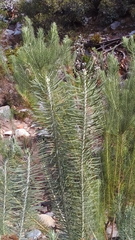 Athanasia vestita