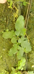 Tectaria zeilanica