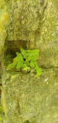 Tectaria zeilanica