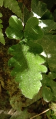Tectaria zeilanica