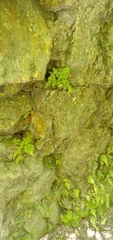Tectaria zeilanica