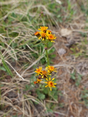 Packera pauciflora