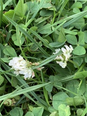 Trifolium repens