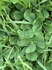 Trifolium repens