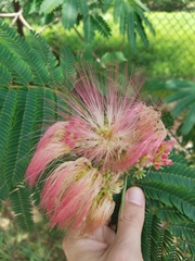 Albizia julibrissin