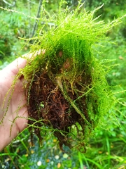 Hygroamblystegium