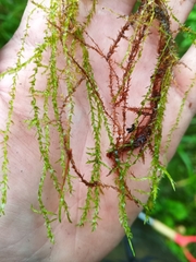 Hygroamblystegium