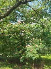 Albizia julibrissin