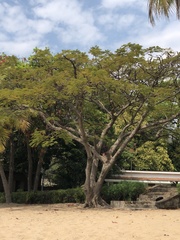 Pterocarpus angolensis