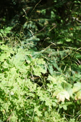 Glyceria arundinacea