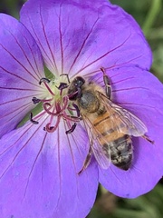 Apis mellifera