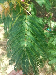 Albizia julibrissin