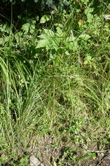 Glyceria arundinacea