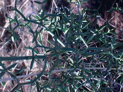 Asparagus striatus