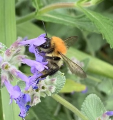 Bombus pascuorum