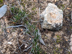 Schoenus breviculmis