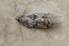 Philobota baryptera