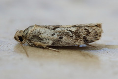 Philobota baryptera