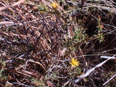 Oedera humilis