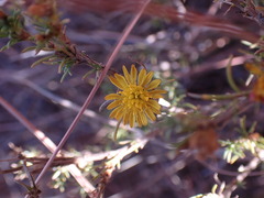Oedera humilis