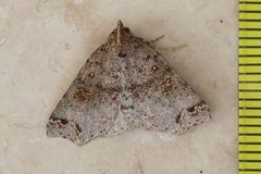 Lithilaria proestans